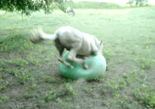  Internets dag, Internet, Hund, Nyheter24 listar,  Gifs, Meme, Katt